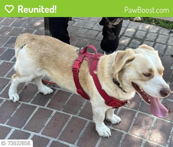 Reunited Male Dog last seen Phillips and Vernon Ave , Chino, CA 91710