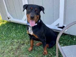 Shelter Stray Female Dog last seen Near Brock Bridge Road, LAUREL, MD, 20724, 411 Maxwell Frye Rd, Millersville, MD 21108, USA