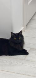 Lost Female Cat last seen Bahjat Dr, Dyer St, Joseph Ayoub Dr, Saana Dr, El Paso, TX 79934