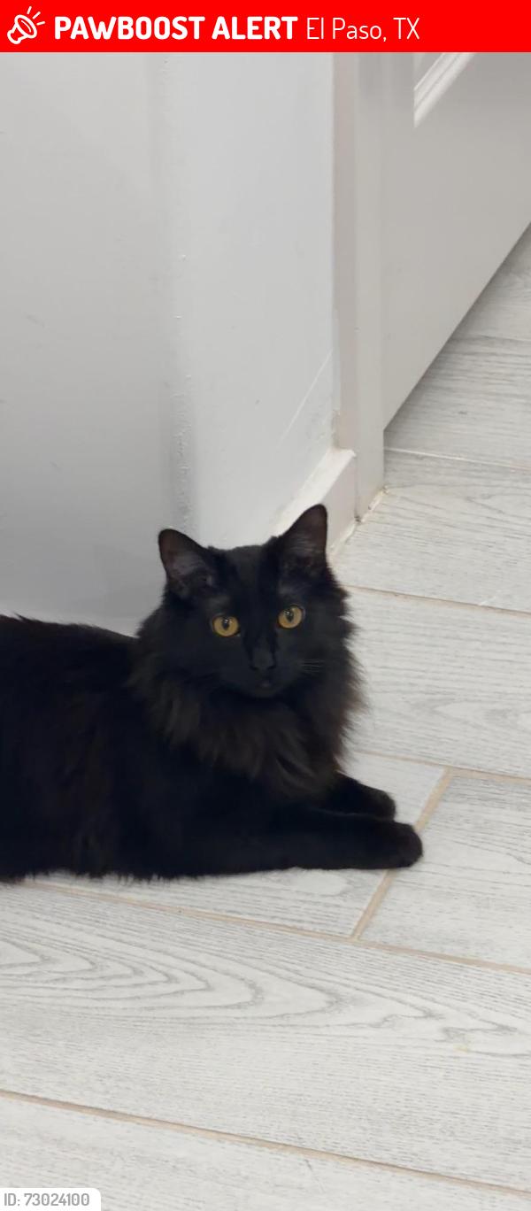 Lost Female Cat last seen Bahjat Dr, Dyer St, Joseph Ayoub Dr, Saana Dr, El Paso, TX 79934