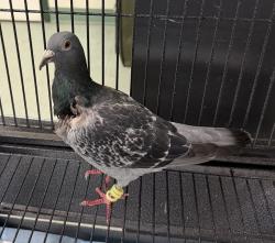 Shelter Stray Unknown Bird last seen MOSELEY, VA, 23120, 9300 Public Works Rd, Chesterfield, VA 23832, USA