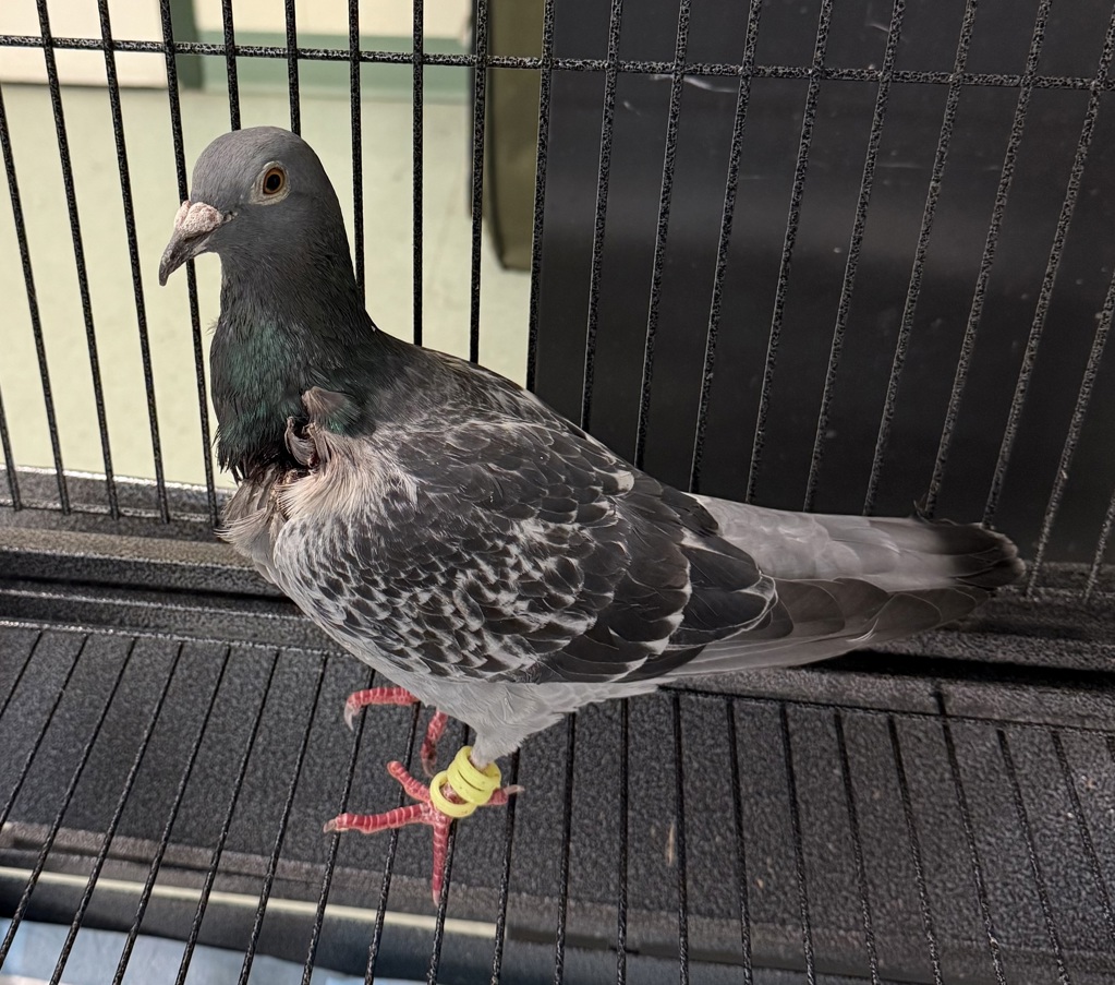 Shelter Stray Unknown Bird last seen MOSELEY, VA, 23120, 9300 Public Works Rd, Chesterfield, VA 23832, USA