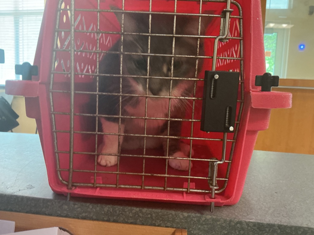 Shelter Stray Female Cat last seen Poquoson Circle, VIRGINIA BEACH, VA, 23452, 341 S Birdneck Rd, Virginia Beach, VA 23451, USA