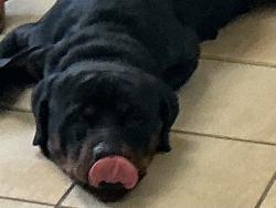 Shelter Stray Male Dog last seen Partlet Court, VIRGINIA BEACH, VA, 23451, 341 S Birdneck Rd, Virginia Beach, VA 23451, USA