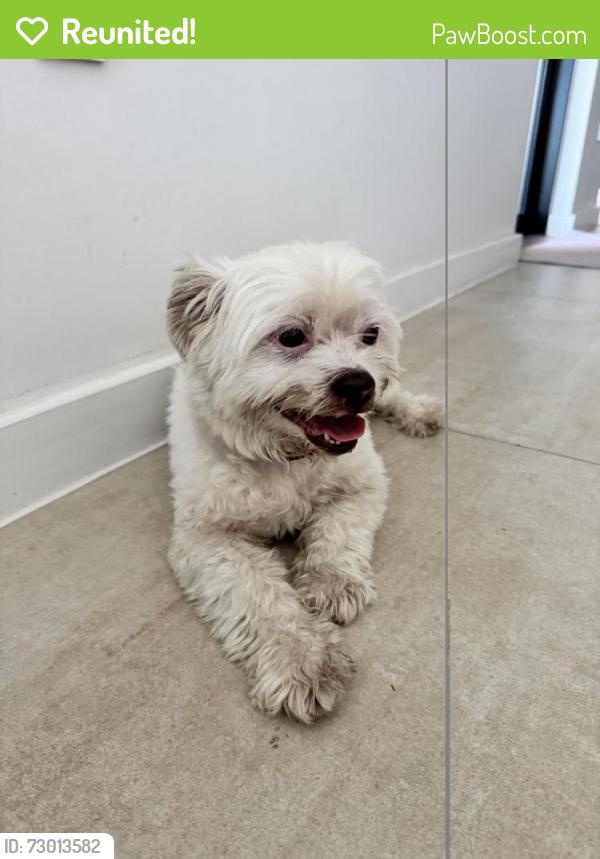 Reunited Male Dog last seen miami shores, Miami Shores, FL 33150
