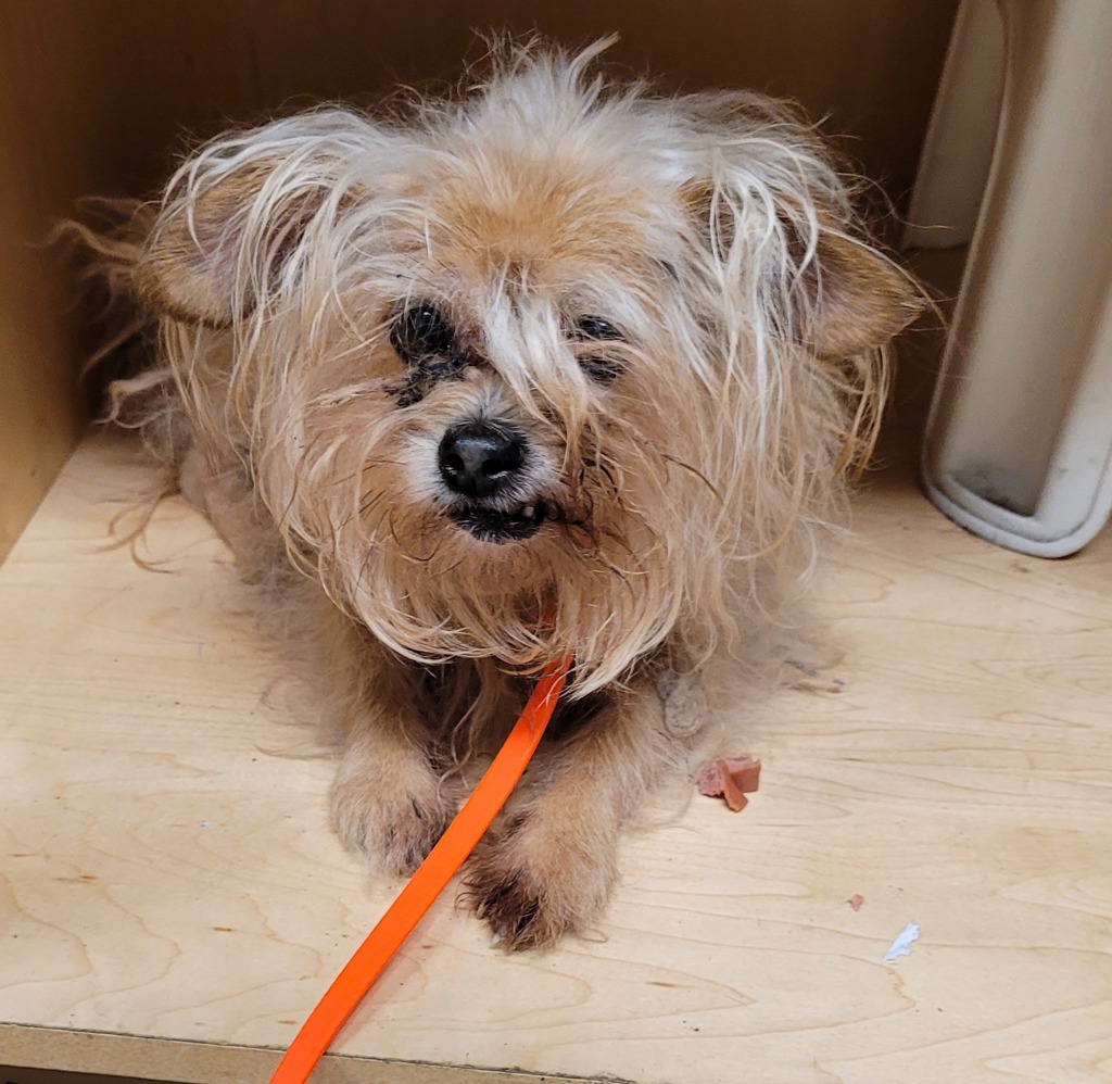 Shelter Stray Female Dog last seen Nevada / Macadam, PORTLAND, OR, 97213, 1700 W Historic Columbia River Hwy, Troutdale, OR 97060, USA