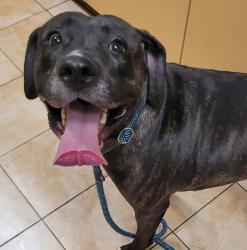 Shelter Stray Female Dog last seen Nevada / Macadam, PORTLAND, OR, 97213, 1700 W Historic Columbia River Hwy, Troutdale, OR 97060, USA