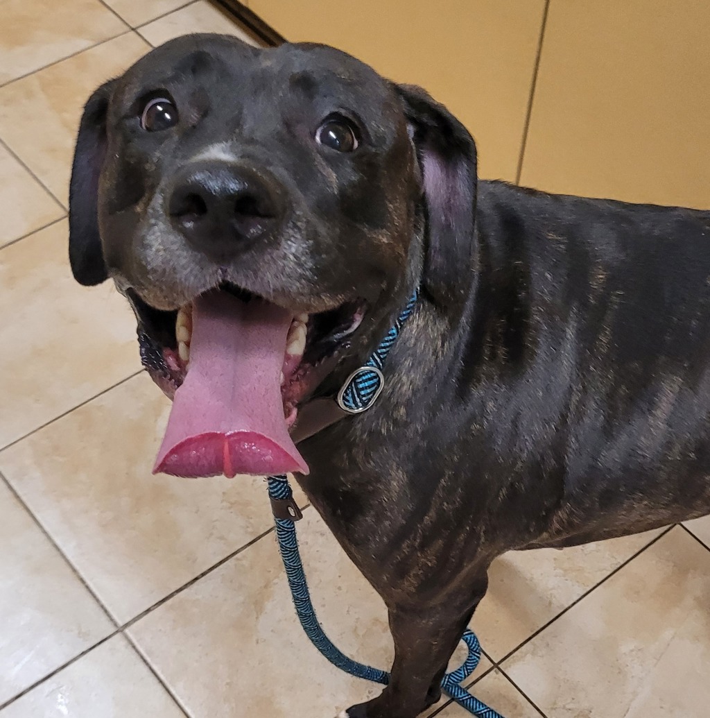 Shelter Stray Female Dog last seen Nevada / Macadam, PORTLAND, OR, 97213, 1700 W Historic Columbia River Hwy, Troutdale, OR 97060, USA