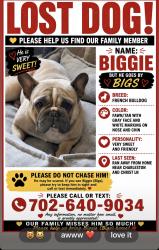 Lost Male Dog last seen Charleston and Christy ln Las Vegas NV 89110, Sunrise Manor, NV 89110