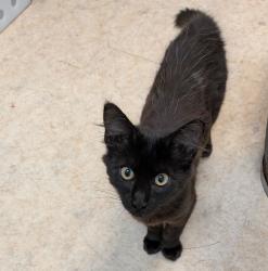 Shelter Stray Female Cat last seen 35th st, San Diego, CA, 92104, 5500 Gaines St, San Diego, CA 92110, USA