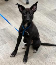 Shelter Stray Female Dog last seen near the beach, Imperial Beach, CA, 91932, 5500 Gaines St, San Diego, CA 92110, USA