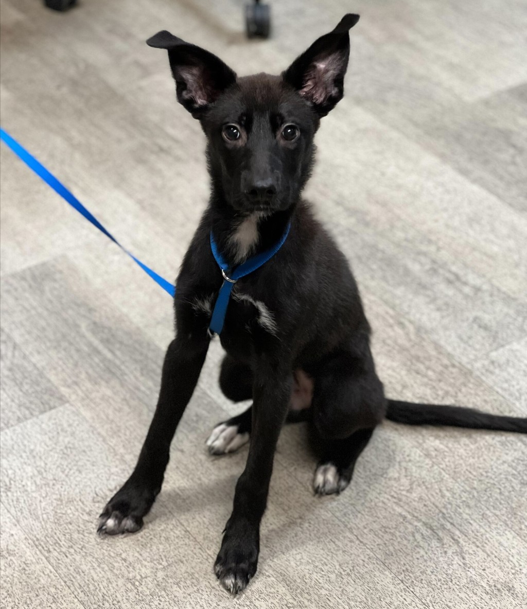 Shelter Stray Female Dog last seen near the beach, Imperial Beach, CA, 91932, 5500 Gaines St, San Diego, CA 92110, USA
