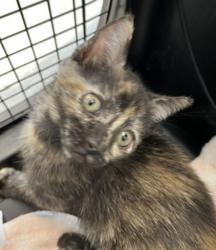 Shelter Stray Female Cat last seen San Diego, CA, 92154, 5500 Gaines St, San Diego, CA 92110, USA