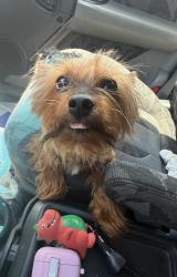 Lost Male Dog last seen Spruce , Lebanon, PA 17046