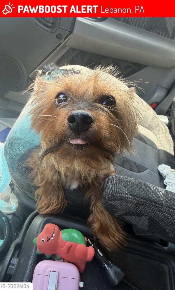 Lost Male Dog last seen Spruce , Lebanon, PA 17046
