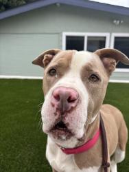Shelter Stray Female Dog last seen Near Beyer, Chula Vista, CA, 91911, 5500 Gaines St, San Diego, CA 92110, USA