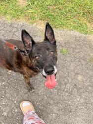 Reunited Female Dog last seen Thompson Rd/ Canterbury Chase, Murfreesboro, TN 37128