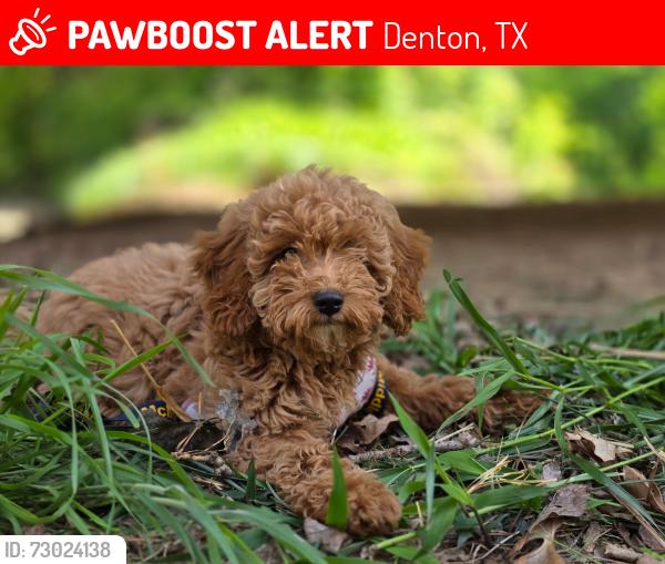 Lost Female Dog last seen Duncan st , Denton, TX 76205