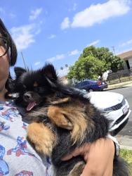 Reunited Female Dog last seen E 53rd street, Maywood, CA 90270
