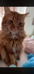 Reunited Male Cat last seen Near South Oracle St, Grantsville, UT 84029, USA, Grantsville, UT 84029