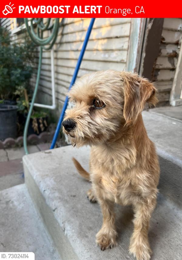 Lost Female Dog last seen East St and Broadway, Orange, CA 92868
