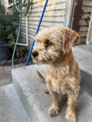 Lost Female Dog last seen East St and Broadway, Orange, CA 92868