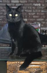 Lost Female Cat last seen Sunnyside Rd, Happy Valley, OR 97086