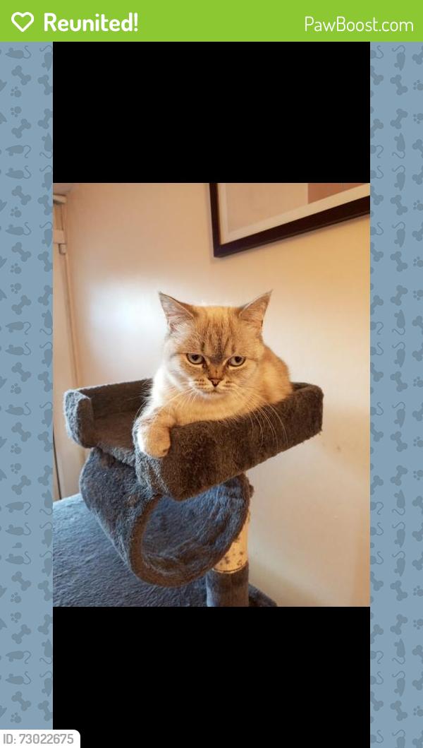 Reunited Female Cat last seen Dovecotes, West Midlands, England WV8 1XJ