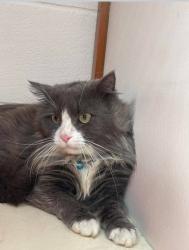 Reunited Male Cat last seen Manor road, clayton le woods , Clayton-le-Woods, England PR6