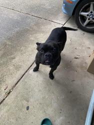Found/Stray Male Dog last seen Carport, Cantonment, FL 32533