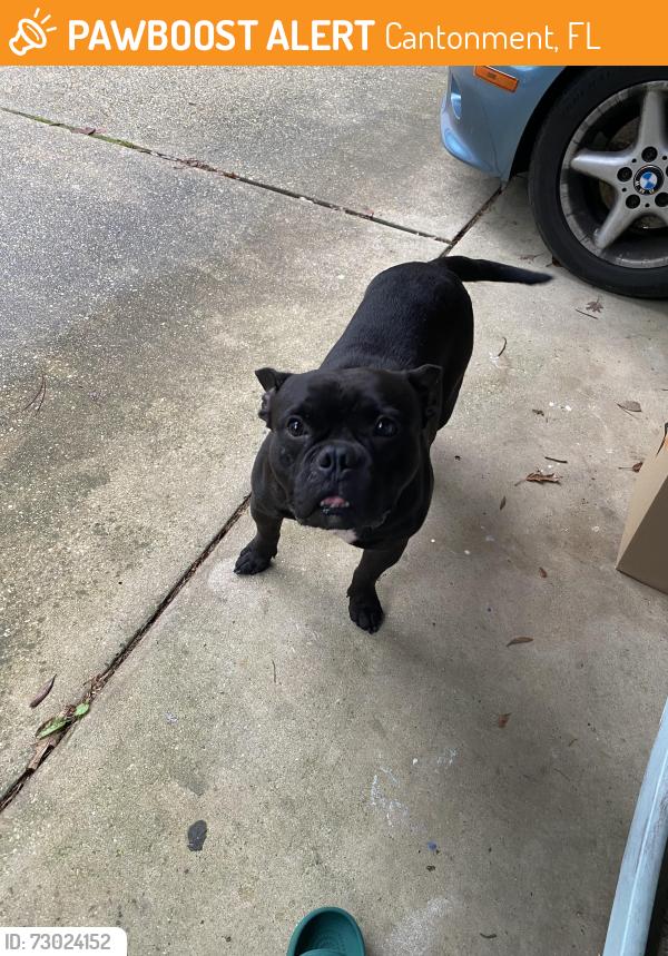Found/Stray Male Dog last seen Carport, Cantonment, FL 32533
