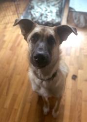 Lost Male Dog last seen CR 9503 & CR 5004, Butler, MO 64730