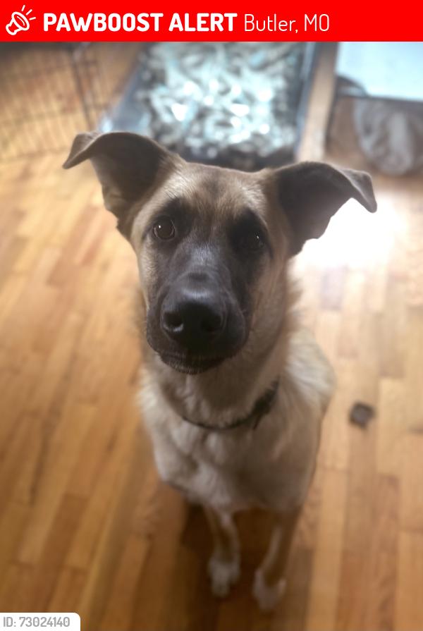 Lost Male Dog last seen CR 9503 & CR 5004, Butler, MO 64730