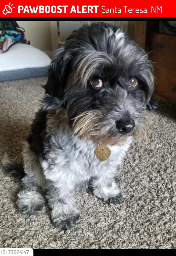 Lost Male Dog last seen Dawson St and Organ Trl, Santa Teresa, NM 88008