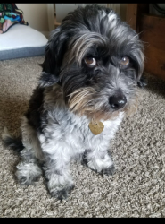 Lost Male Dog last seen Dawson St and Organ Trl, Santa Teresa, NM 88008