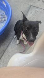 Found/Stray Female Dog last seen Hillsdale and Palm, Foothill Farms, CA 95842