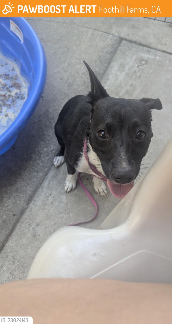 Found/Stray Female Dog last seen Hillsdale and Palm, Foothill Farms, CA 95842