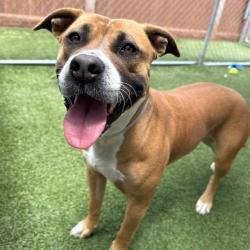 Shelter Stray Female Dog last seen , 12910 Yukon Ave, Hawthorne, CA 90250, USA