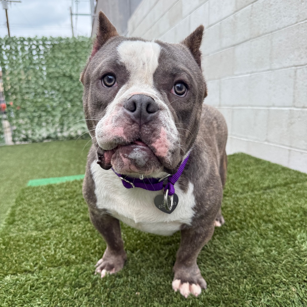 Shelter Stray Male Dog last seen , 3612 11th Ave, Los Angeles, CA 90018, USA