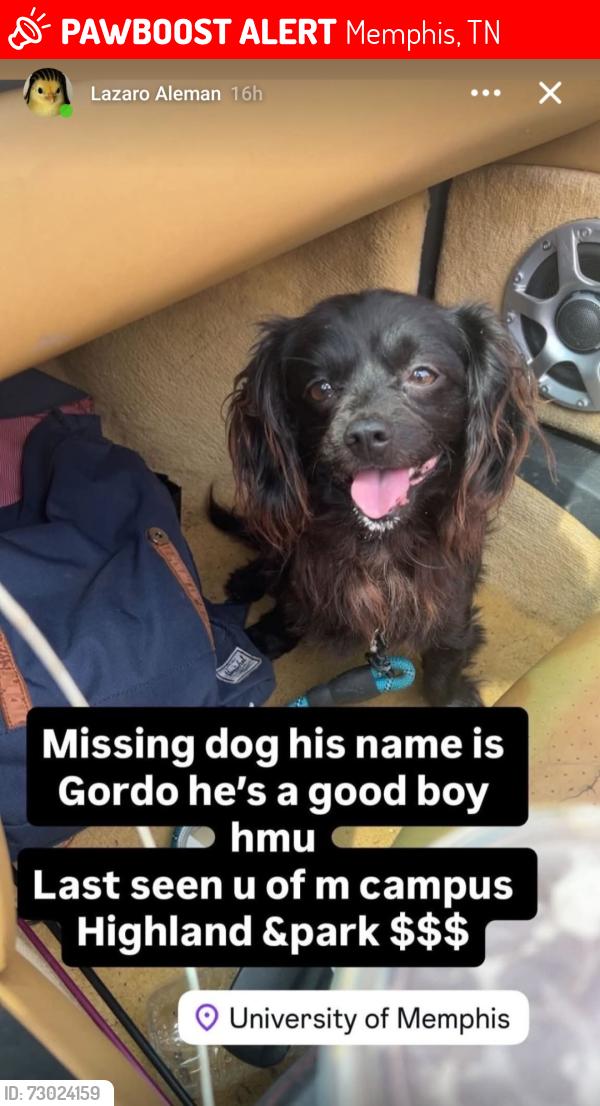 Lost Male Dog last seen South Highland St and Radford Rd, Memphis, TN 38152