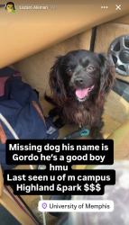 Lost Male Dog last seen South Highland St and Radford Rd, Memphis, TN 38152