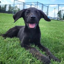 Shelter Stray Female Dog last seen , 2951 S 1st St, Cabot, AR 72023, USA