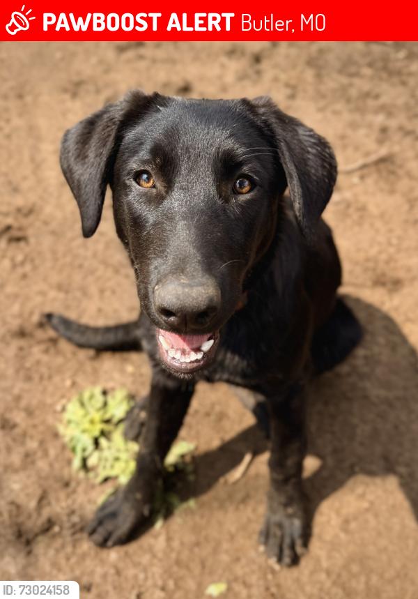 Lost Female Dog last seen CR 9503 & CR 5004, Butler, MO 64730