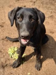 Lost Female Dog last seen CR 9503 & CR 5004, Butler, MO 64730