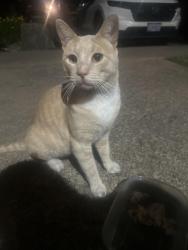 Found/Stray Male Cat last seen N clarey, Eugene, OR 97402
