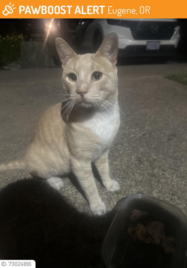 Found/Stray Male Cat last seen N clarey, Eugene, OR 97402