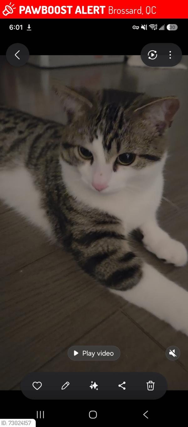 Lost Male Cat last seen L section, Brossard, QC 