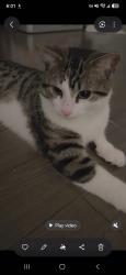 Lost Male Cat last seen L section, Brossard, QC 