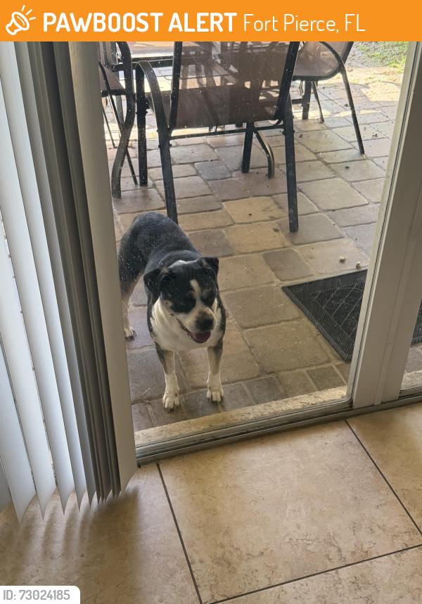Found/Stray Female Dog last seen Hartman Road, Fort Pierce, FL 34947