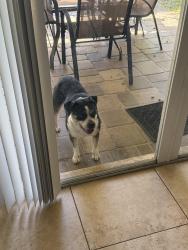 Found/Stray Female Dog last seen Hartman Road, Fort Pierce, FL 34947